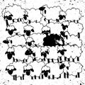 ÃÂ vector of a black sheep amongst white sheepÃÂ ,Single black she